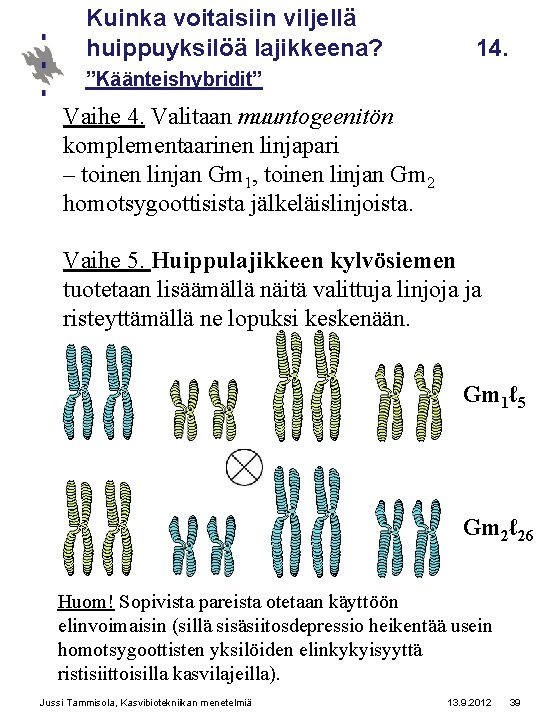 Kuinka voitaisiin viljellä huippuyksilöä lajikkeena? 14. ”Käänteishybridit” Vaihe 4. Valitaan muuntogeenitön komplementaarinen linjapari –