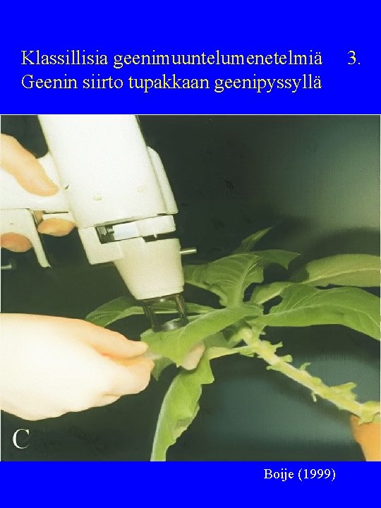 Klassillisia geenimuuntelumenetelmiä Geenin siirto tupakkaan geenipyssyllä Boije (1999) 3. 