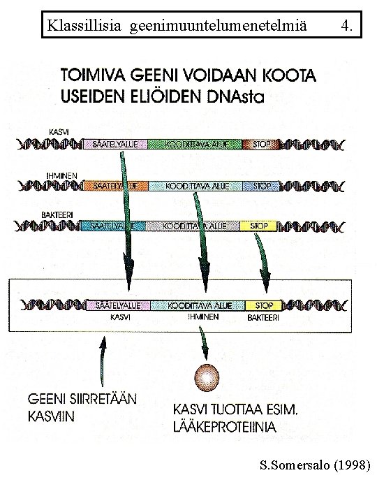 Klassillisia geenimuuntelumenetelmiä 4. S. Somersalo (1998) 