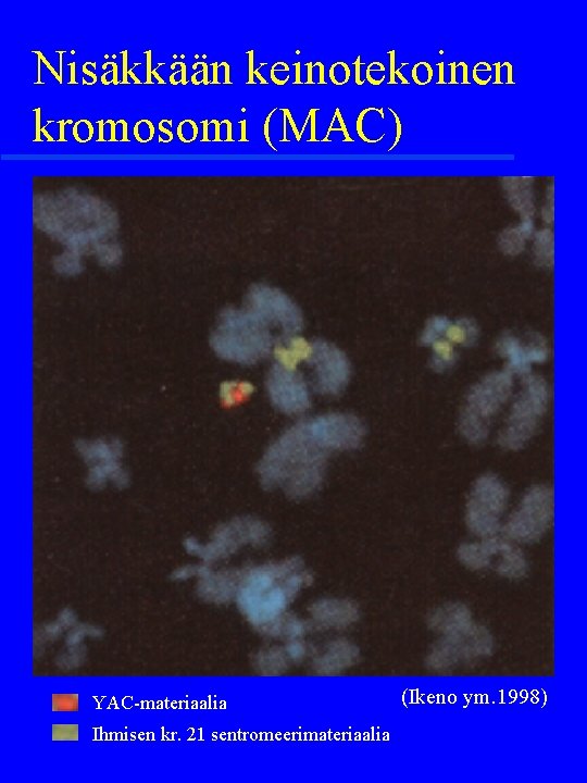 Nisäkkään keinotekoinen kromosomi (MAC) YAC-materiaalia Ihmisen kr. 21 sentromeerimateriaalia (Ikeno ym. 1998) 