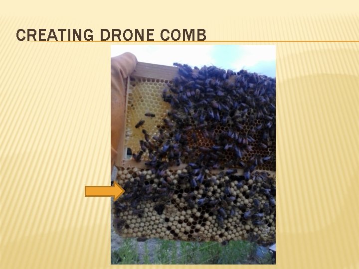 CREATING DRONE COMB 