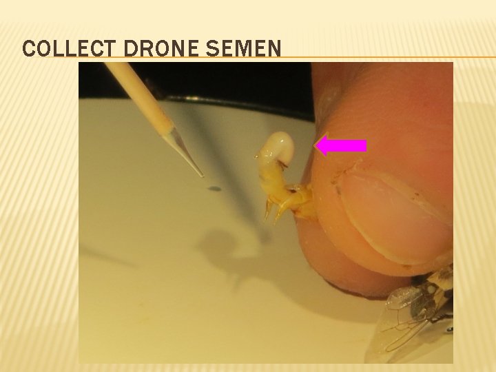 COLLECT DRONE SEMEN 