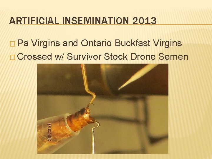 ARTIFICIAL INSEMINATION 2013 � Pa Virgins and Ontario Buckfast Virgins � Crossed w/ Survivor