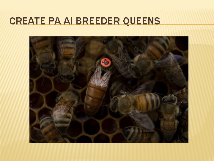 CREATE PA AI BREEDER QUEENS 