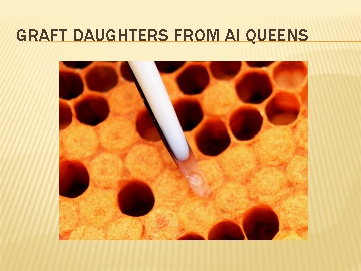 GRAFT DAUGHTERS FROM AI QUEENS 
