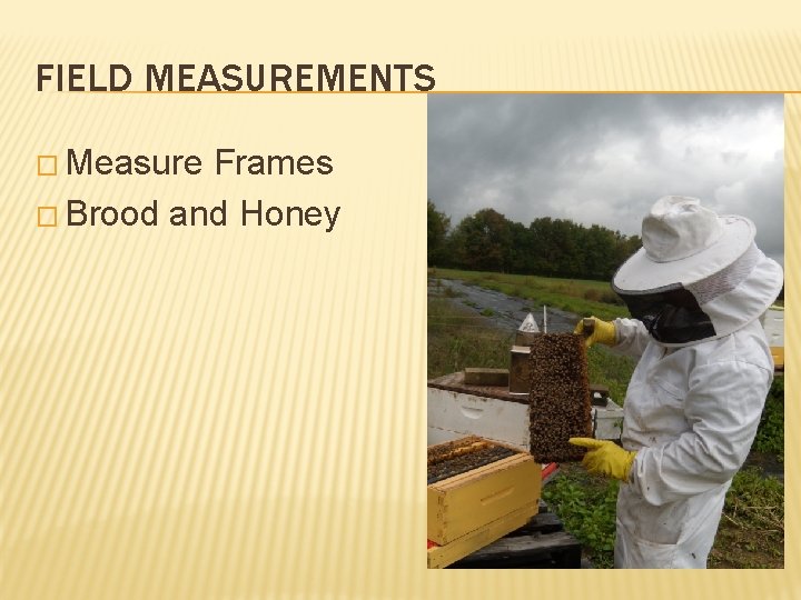 FIELD MEASUREMENTS � Measure Frames � Brood and Honey 