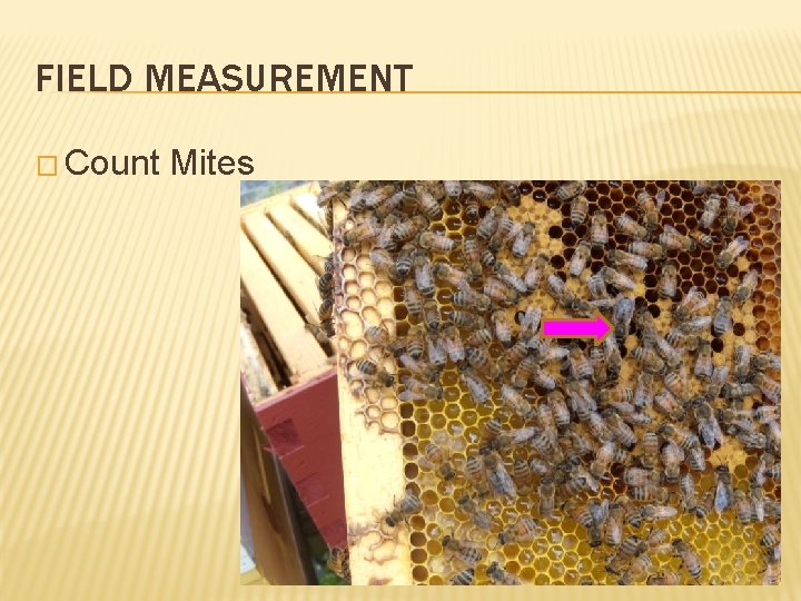 FIELD MEASUREMENT � Count Mites 