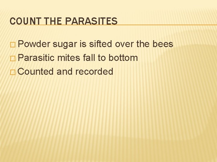 COUNT THE PARASITES � Powder sugar is sifted over the bees � Parasitic mites