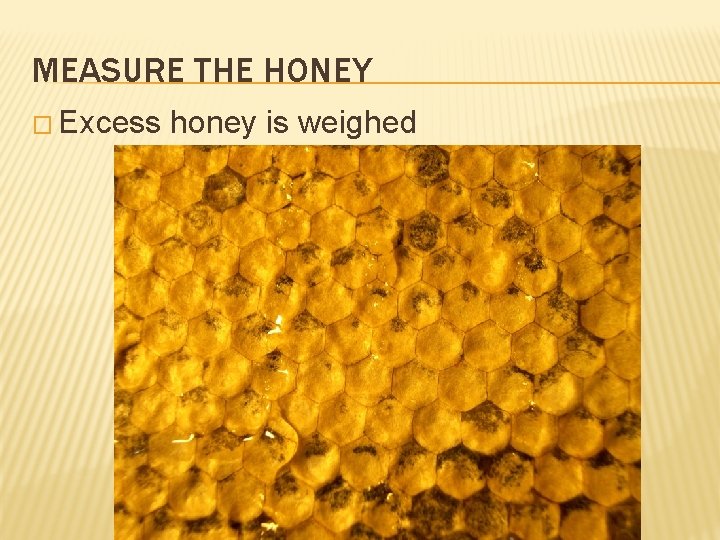MEASURE THE HONEY � Excess honey is weighed 