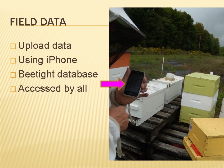 FIELD DATA � Upload data � Using i. Phone � Beetight database � Accessed