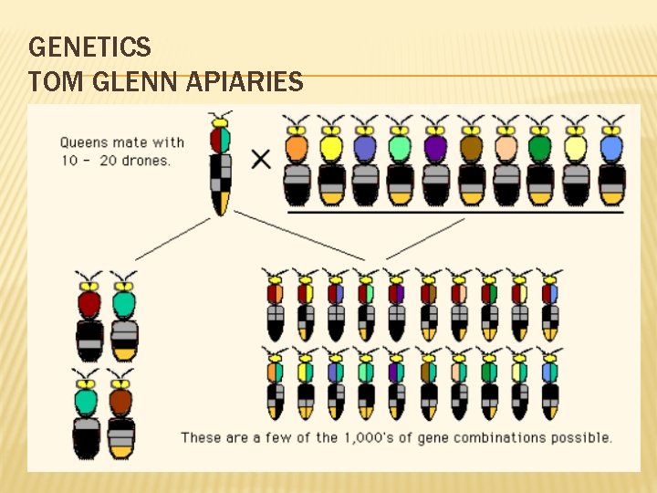 GENETICS TOM GLENN APIARIES 