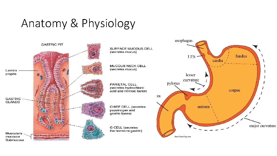 Anatomy & Physiology 