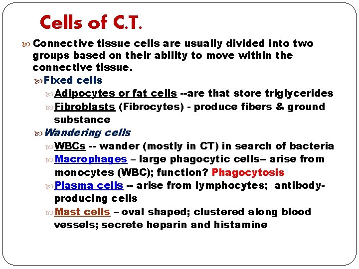 Cells of C. T. Connective tissue cells are usually divided into two groups based
