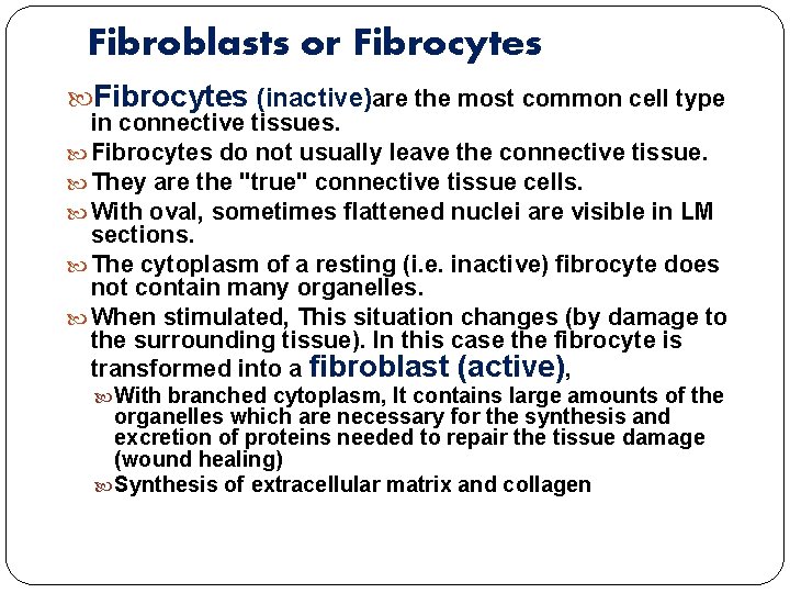 Fibroblasts or Fibrocytes (inactive)are the most common cell type in connective tissues. Fibrocytes do