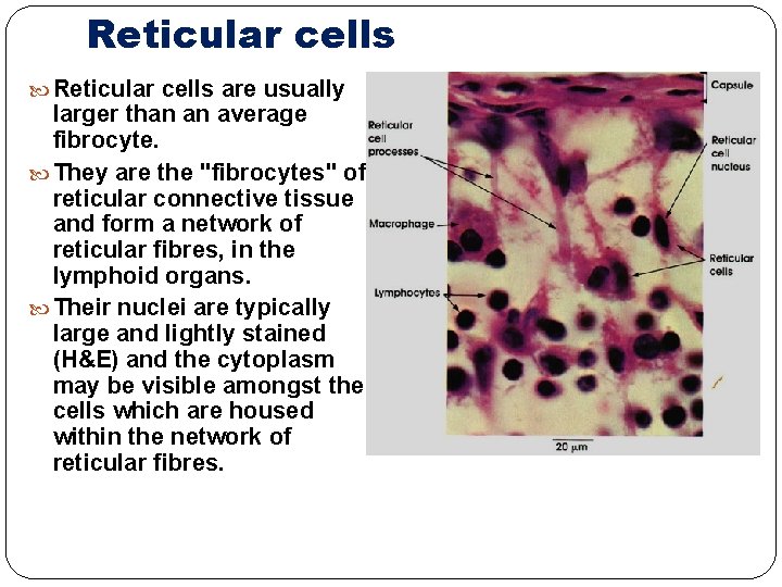 Reticular cells are usually larger than an average fibrocyte. They are the "fibrocytes" of
