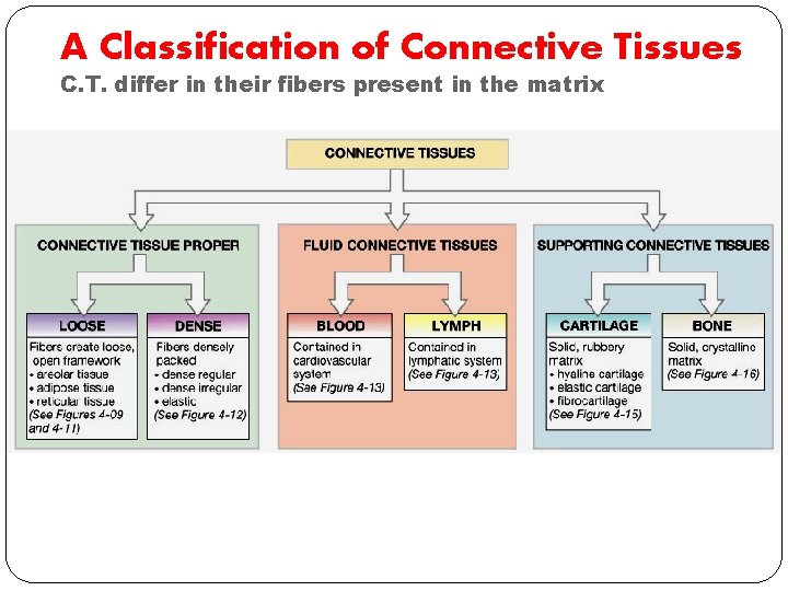 A Classification of Connective Tissues C. T. differ in their fibers present in the