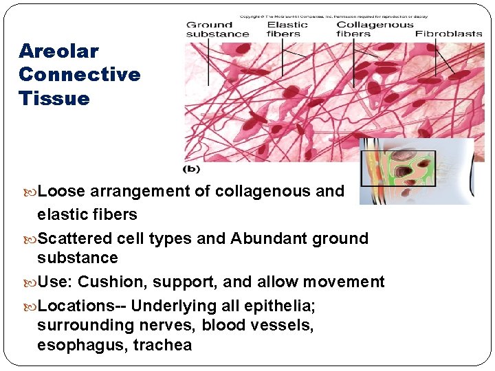 Areolar Connective Tissue Loose arrangement of collagenous and elastic fibers Scattered cell types and