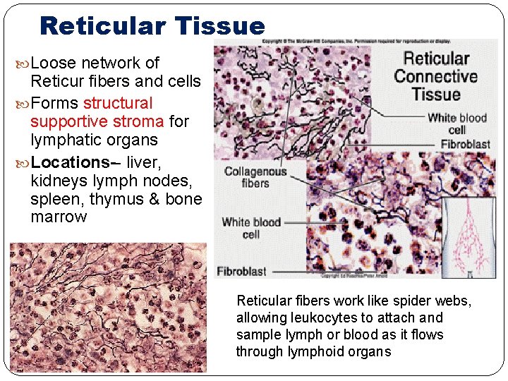 Reticular Tissue Loose network of Reticur fibers and cells Forms structural supportive stroma for