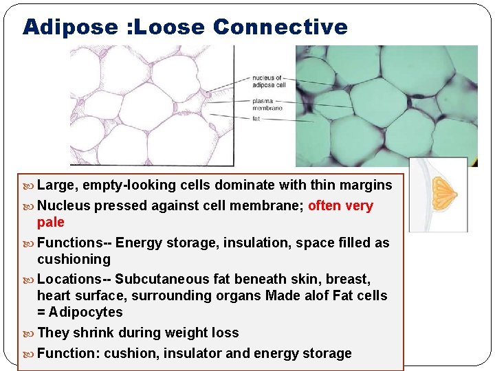 Adipose : Loose Connective Large, empty-looking cells dominate with thin margins Nucleus pressed against