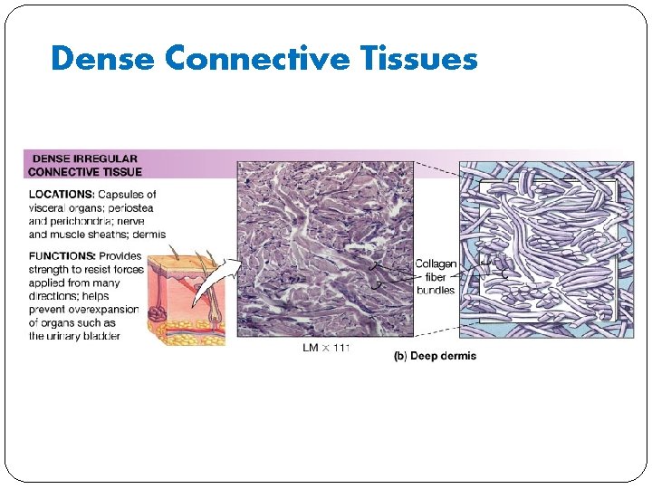 Dense Connective Tissues 