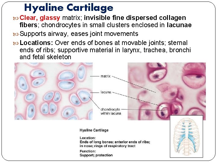 Hyaline Cartilage Clear, glassy matrix; invisible fine dispersed collagen fibers; chondrocytes in small clusters