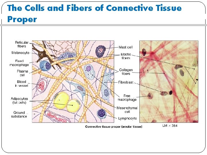 The Cells and Fibers of Connective Tissue Proper 
