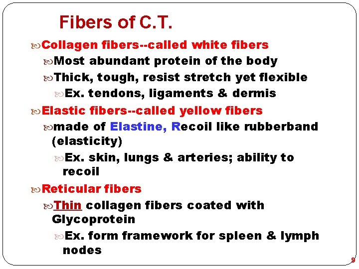 Fibers of C. T. Collagen fibers--called white fibers Most abundant protein of the body