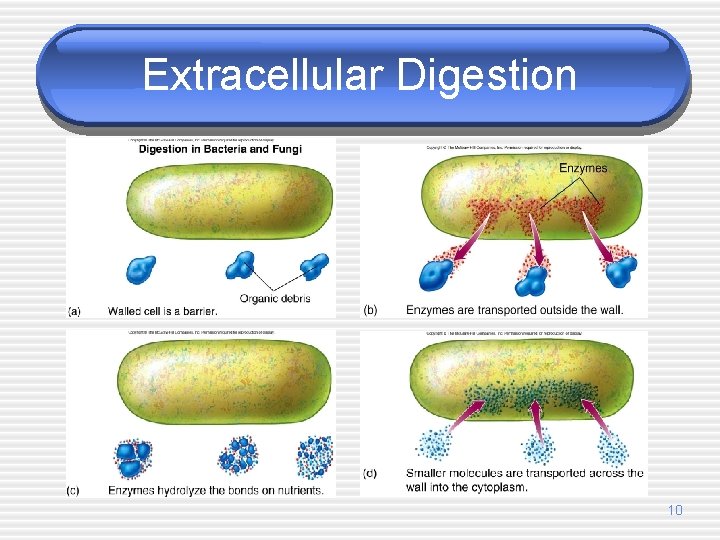 Extracellular Digestion 10 