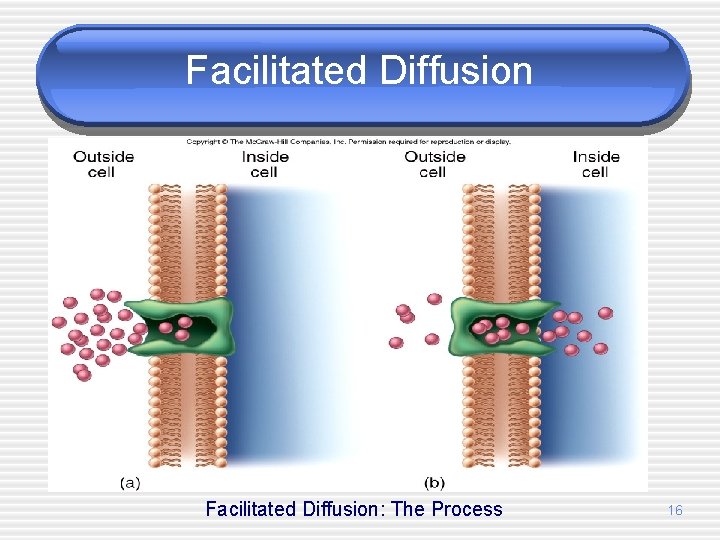 Facilitated Diffusion: The Process 16 