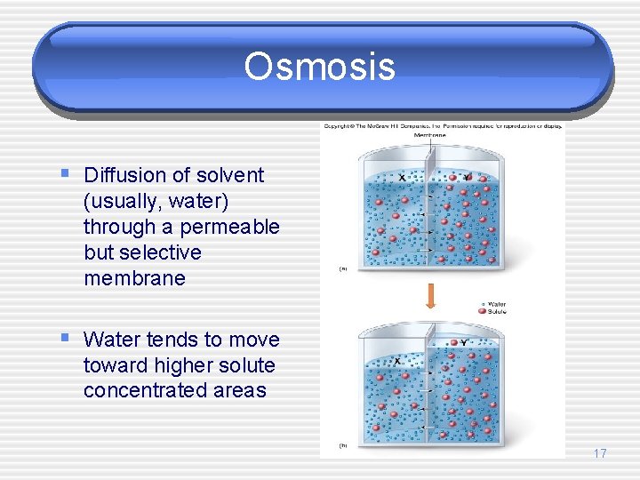 Osmosis § Diffusion of solvent (usually, water) through a permeable but selective membrane §