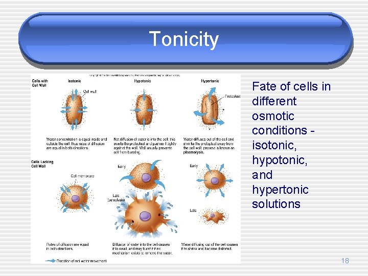 Tonicity Fate of cells in different osmotic conditions isotonic, hypotonic, and hypertonic solutions 18
