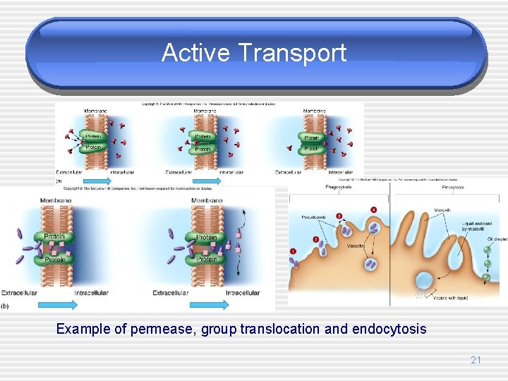 Active Transport Example of permease, group translocation and endocytosis 21 