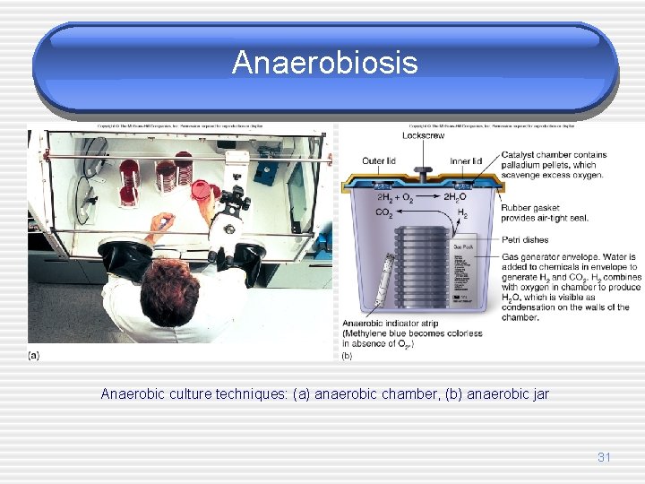 Anaerobiosis Anaerobic culture techniques: (a) anaerobic chamber, (b) anaerobic jar 31 