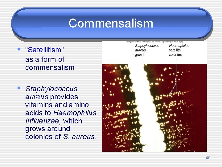 Commensalism § “Satellitism” as a form of commensalism § Staphylococcus aureus provides vitamins and