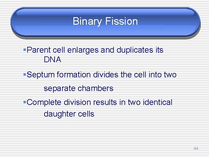 Binary Fission §Parent cell enlarges and duplicates its DNA §Septum formation divides the cell