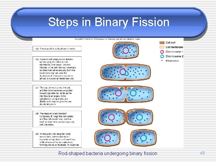 Steps in Binary Fission Rod-shaped bacteria undergoing binary fission 45 