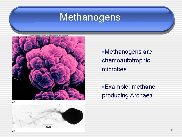 Methanogens §Methanogens are chemoautotrophic microbes §Example: methane producing Archaea 9 