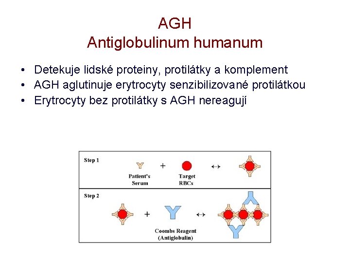 AGH Antiglobulinum humanum • Detekuje lidské proteiny, protilátky a komplement • AGH aglutinuje erytrocyty