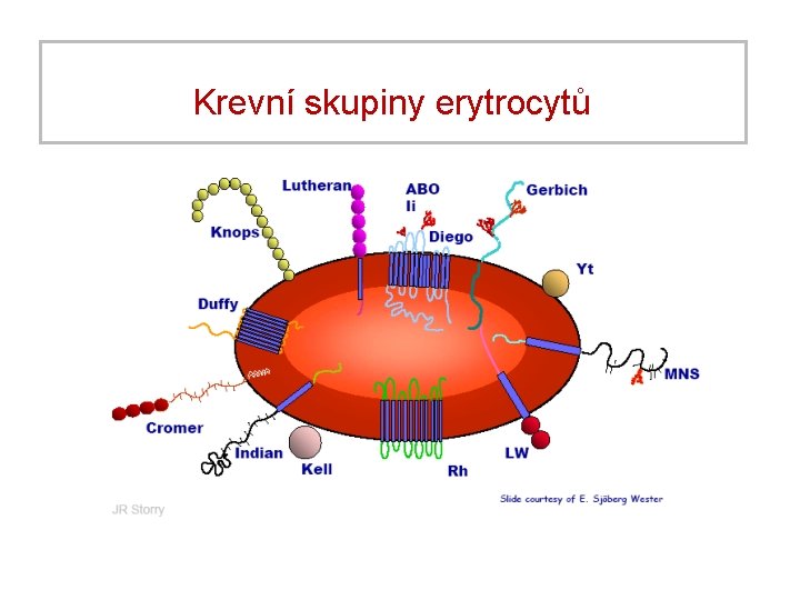 Krevní skupiny erytrocytů 