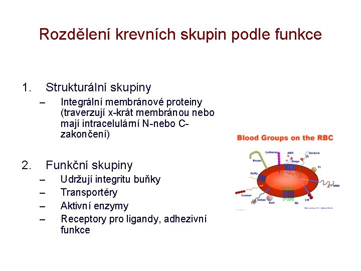 Rozdělení krevních skupin podle funkce 1. Strukturální skupiny – 2. Integrální membránové proteiny (traverzují