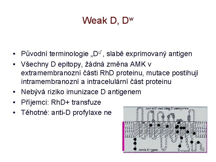 Weak D, Dw • Původní terminologie „Du“, slabě exprimovaný antigen • Všechny D epitopy,