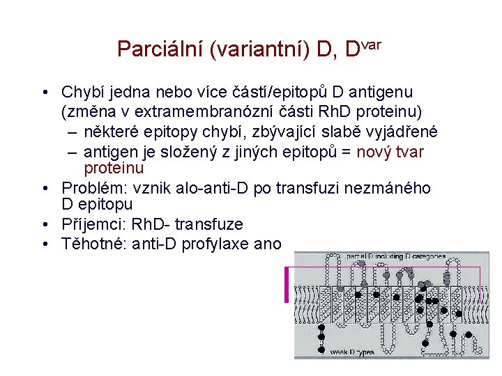 Parciální (variantní) D, Dvar • Chybí jedna nebo více částí/epitopů D antigenu (změna v