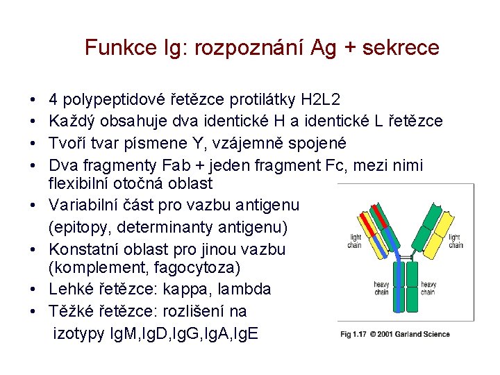Funkce Ig: rozpoznání Ag + sekrece • • 4 polypeptidové řetězce protilátky H 2