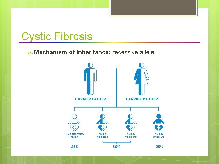 Cystic Fibrosis Mechanism of Inheritance: recessive allele 