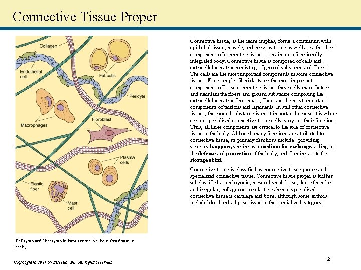Connective Tissue Proper Connective tissue, as the name implies, forms a continuum with epithelial