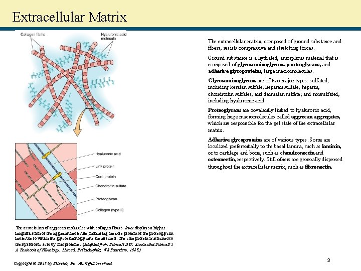 Extracellular Matrix The extracellular matrix, composed of ground substance and fibers, resists compressive and
