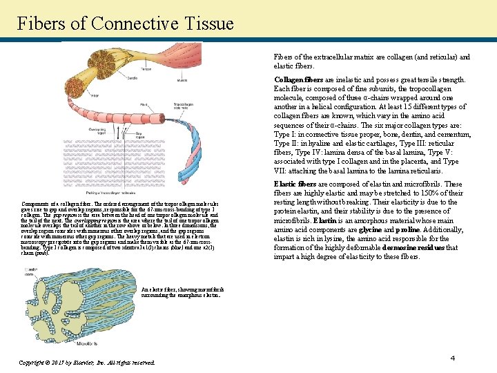 Fibers of Connective Tissue Fibers of the extracellular matrix are collagen (and reticular) and