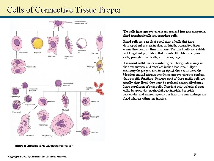 Cells of Connective Tissue Proper The cells in connective tissues are grouped into two