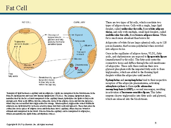 Fat Cell There are two types of fat cells, which constitute two types of