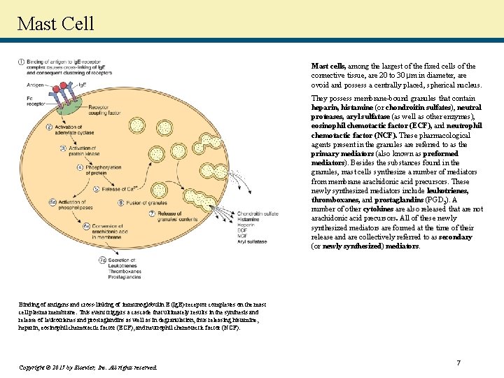 Mast Cell Mast cells, among the largest of the fixed cells of the connective